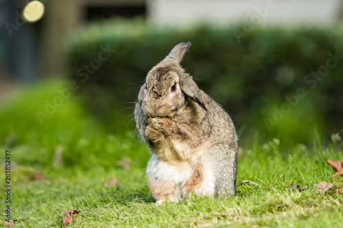 cute brown rabbit scratching its face with both paws on the green grassy ground