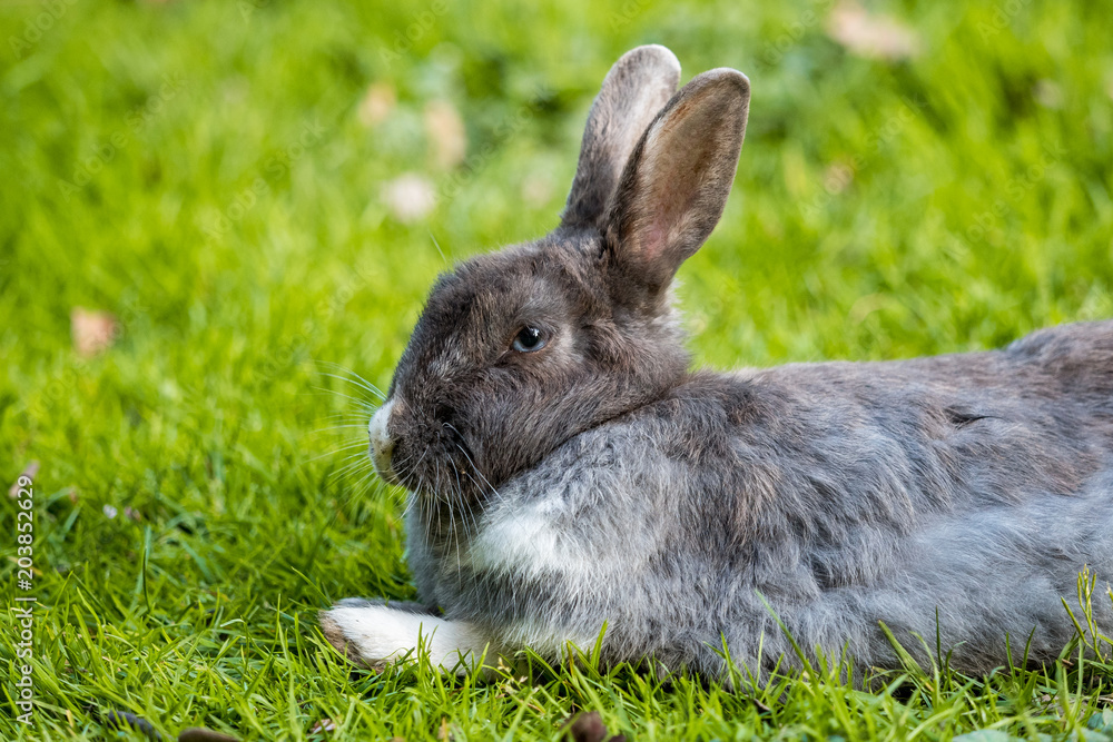 close up portrait of grey rabbit close up portrait of grey rabbit