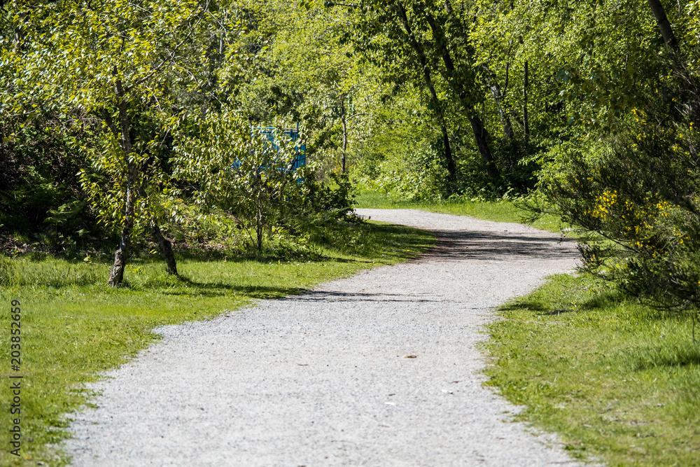 a gravel pathway inside forest under the sun surrounded by green trees