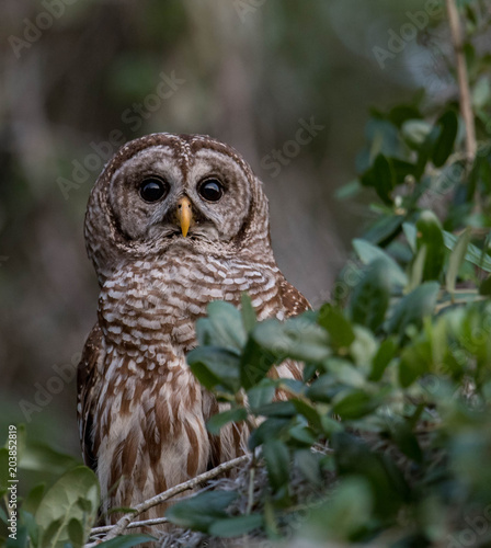 Barred Owl