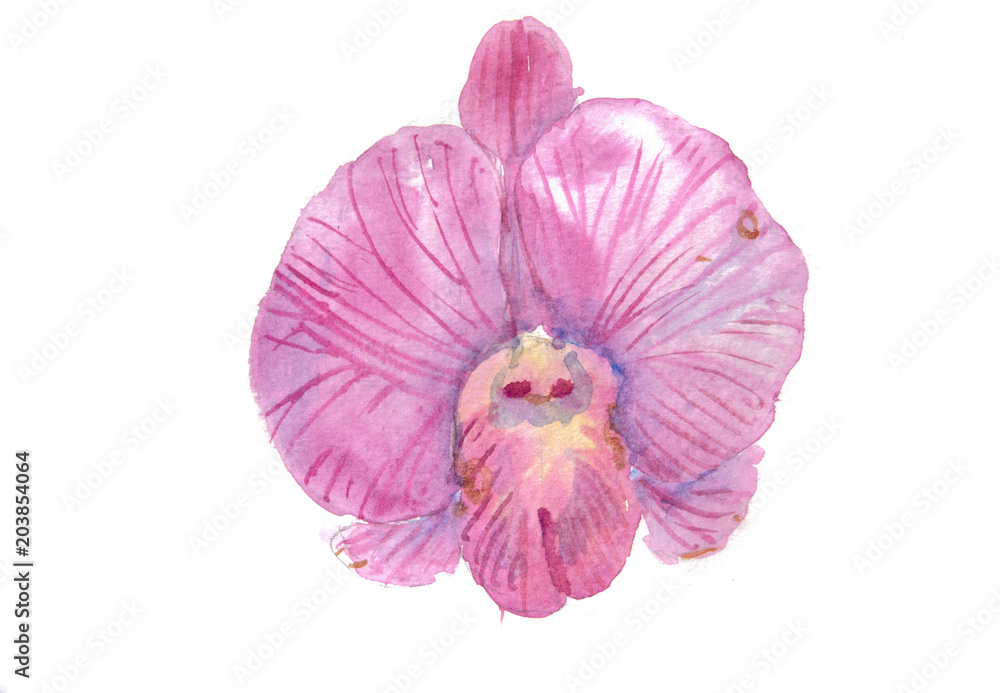Pink orchid on white background, watercolor illustrator, hand painted