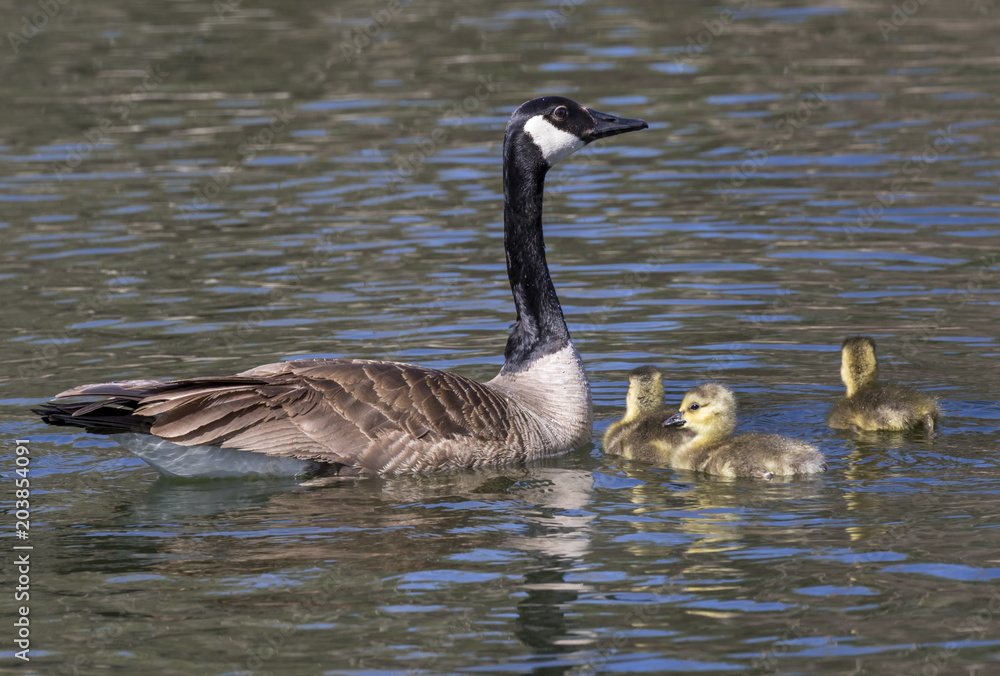 Female Canada goose (Branta canadensis) with goslings in a lake, Iowa, USA.