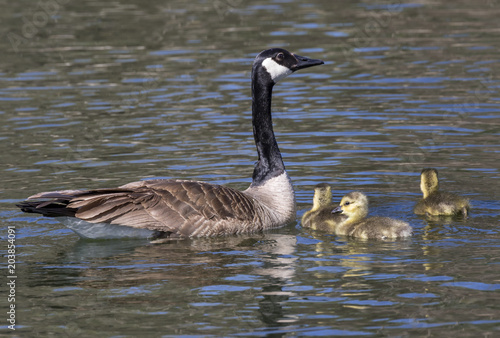 Female Canada goose (Branta canadensis) with goslings in a lake, Iowa, USA.