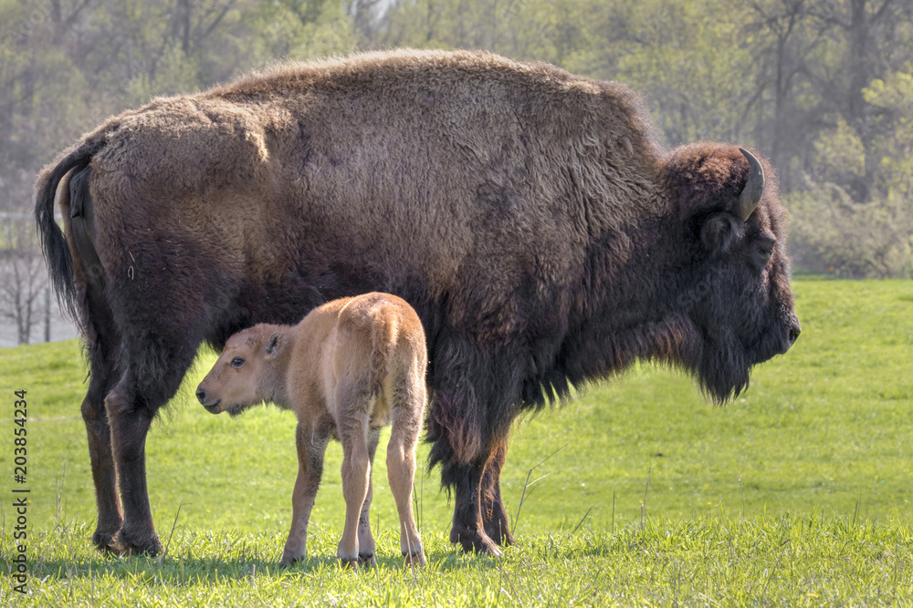 Female American bison (Bison bison) with a calf, Neal Smith National Wildlife Reserve, Iowa, USA. Female American bison (Bison bison) with a calf, Neal Smith National Wildlife Reserve, Iowa, USA.