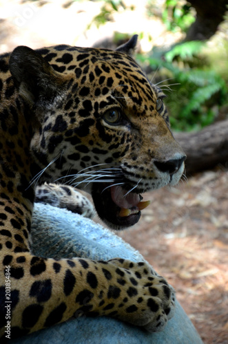 Jaguar Kopf mit offenem Maul und großen Zähnen