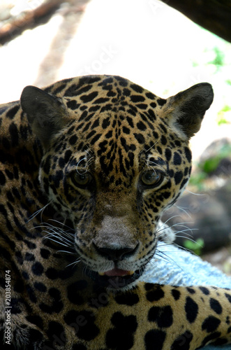 Jaguar Portrait mit offenem Maul fokussiert © ahfotos
