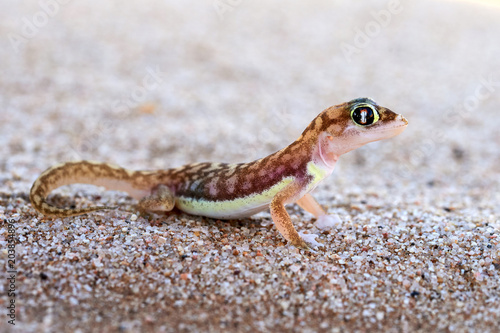 Pachydactylus rangei, the Namib sand gecko or web-footed gecko