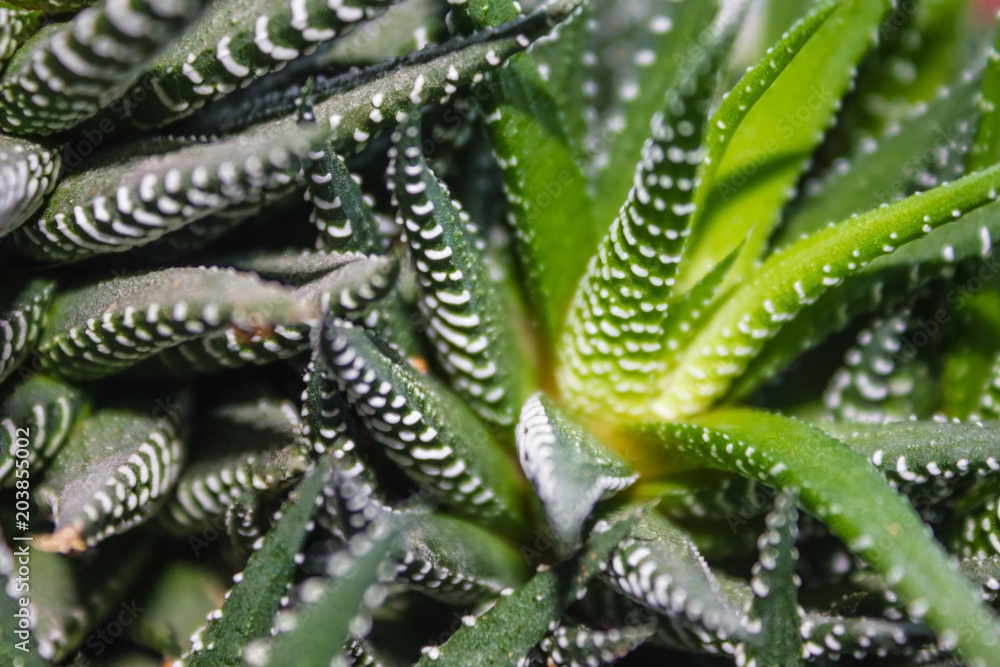 custom made wallpaper toronto digitalIndoor flower, plant.