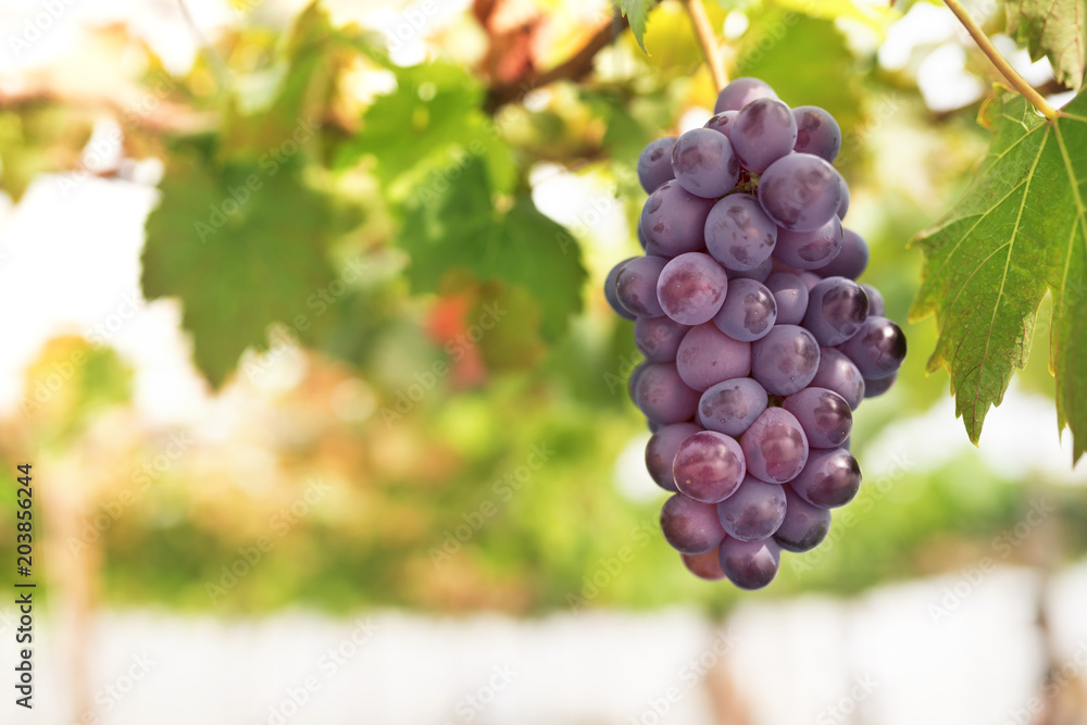 Grape bunch on the vine in garden Grape bunch on the vine in garden