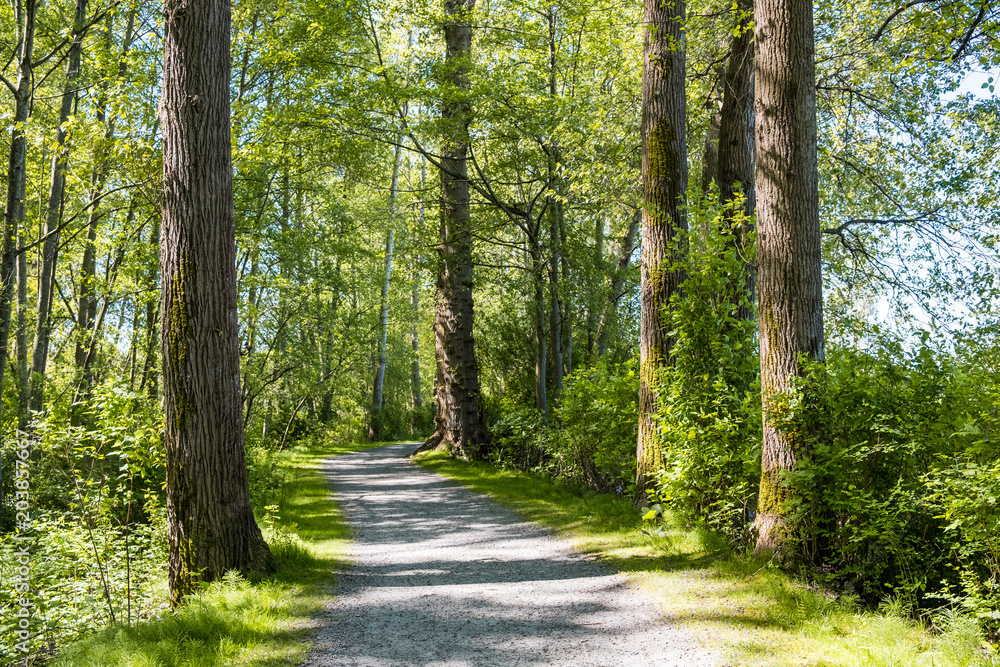 Fototapeta premium narrow trail inside forest under the sun surrounded by green trees