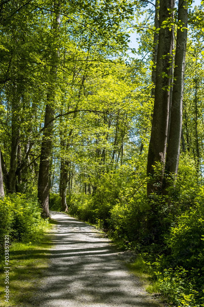 Fototapeta premium a gravel pathway inside forest under the sun surrounded by green trees