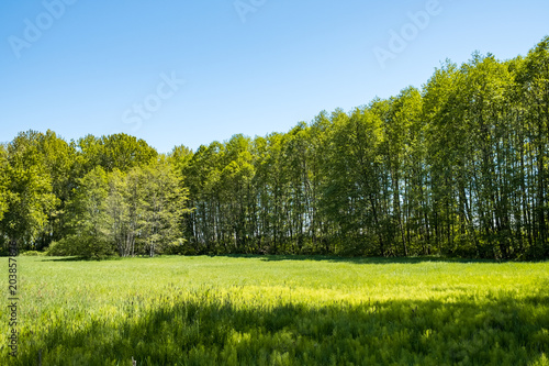 whole line of green and straight trees behind grass field under the sun and blue sky
