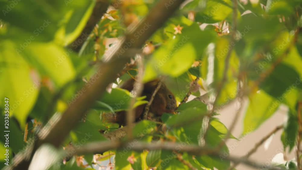 Cute squirrel eating food on a tree and also resting
Original Author: Danny Feng www.hellodannyfeng.com