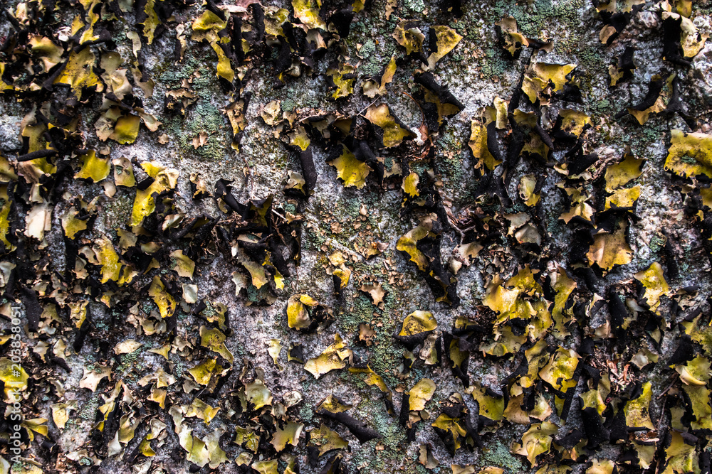 Leafs On Rock Leafs On Rock