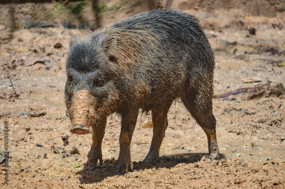 A Peccary. A medium-sized hoofed mammal of the family Tayassuidae in the suborder Suina along with the Old World pigs, Suidae. They are found throughout Central and South America and in the southweste A Peccary. A medium-sized hoofed mammal of the family Tayassuidae in the suborder Suina along with the Old World pigs, Suidae. They are found throughout Central and South America and in the southweste