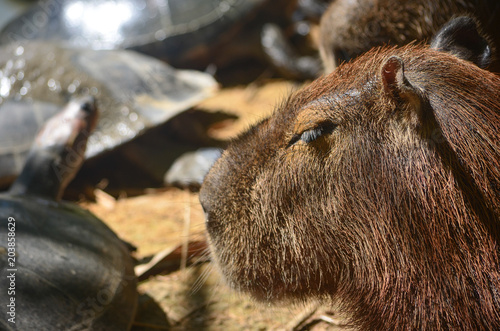 Capybara and Turtles relaxing together on a riverbank in the Amazon photo