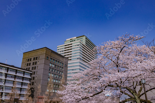 東京千鳥ヶ淵の桜