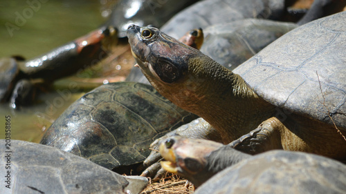 The Arrau turtle (Podocnemis expansa), also known as the South American river turtle, giant South American turtle, giant Amazon River turtle photo