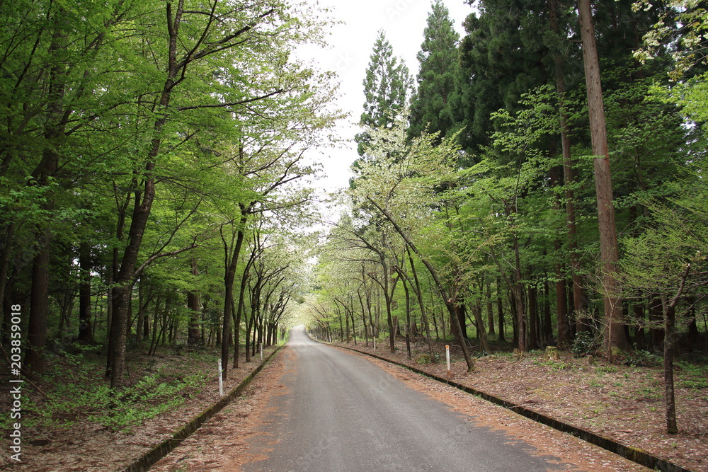 Fototapeta premium 黄桜 並木 黄色い桜の花 並木道