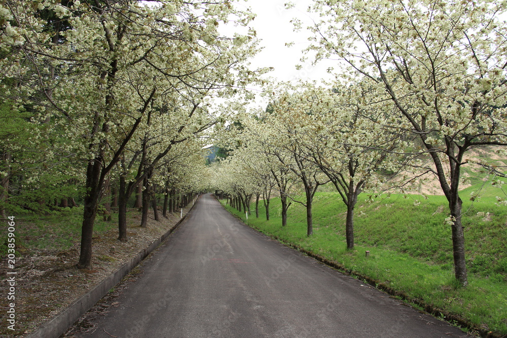 黄桜　並木　黄色い桜の花　並木道