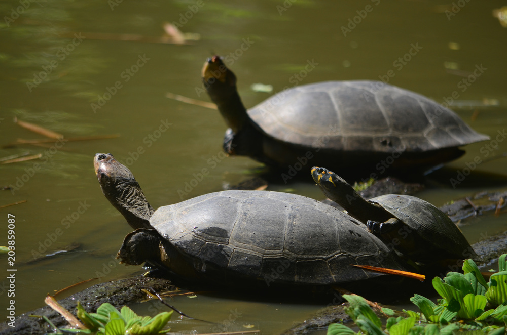 The Arrau turtle (Podocnemis expansa), also known as the South American river turtle, giant South American turtle, giant Amazon River turtle The Arrau turtle (Podocnemis expansa), also known as the South American river turtle, giant South American turtle, giant Amazon River turtle
