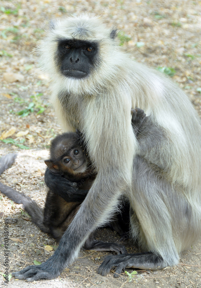 Colonie d'Entelles gris, singes arboricoles se nourrissent de feuillages, Rajasthan, Inde