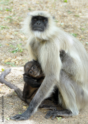 Colonie d Entelles gris  singes arboricoles se nourrissent de feuillages  Rajasthan  Inde