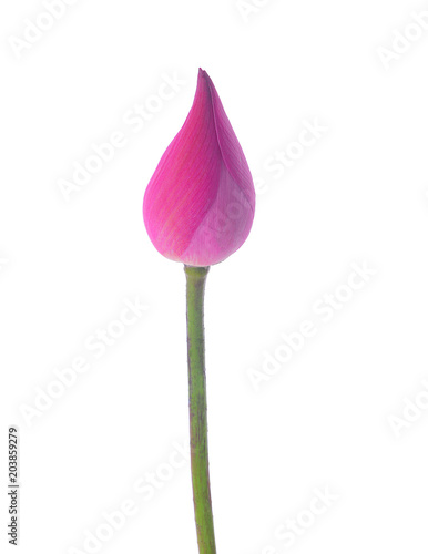 Beautiful pink lotus bud isolated on the white background