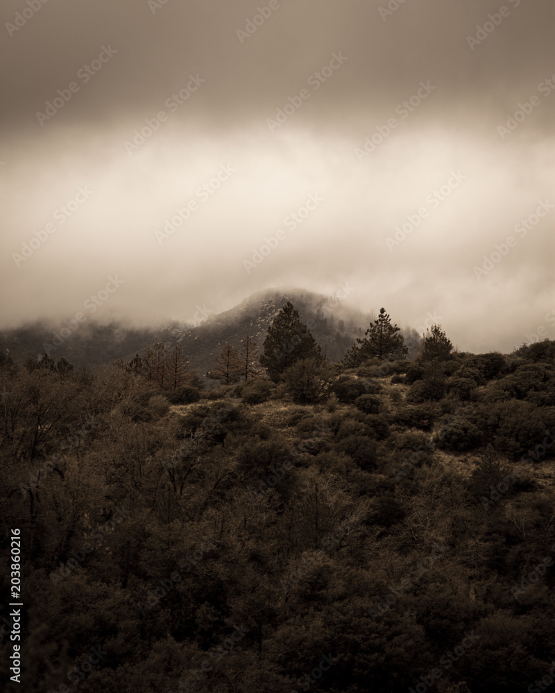 Obraz premium National Forest 