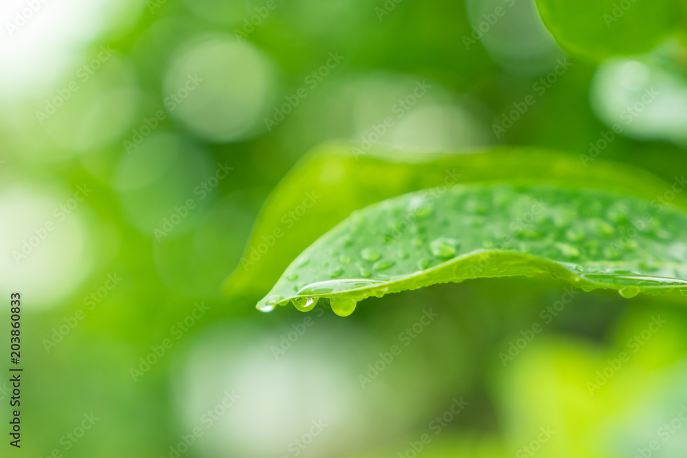 Green leaf with water drops bokeh background Green leaf with water drops bokeh background