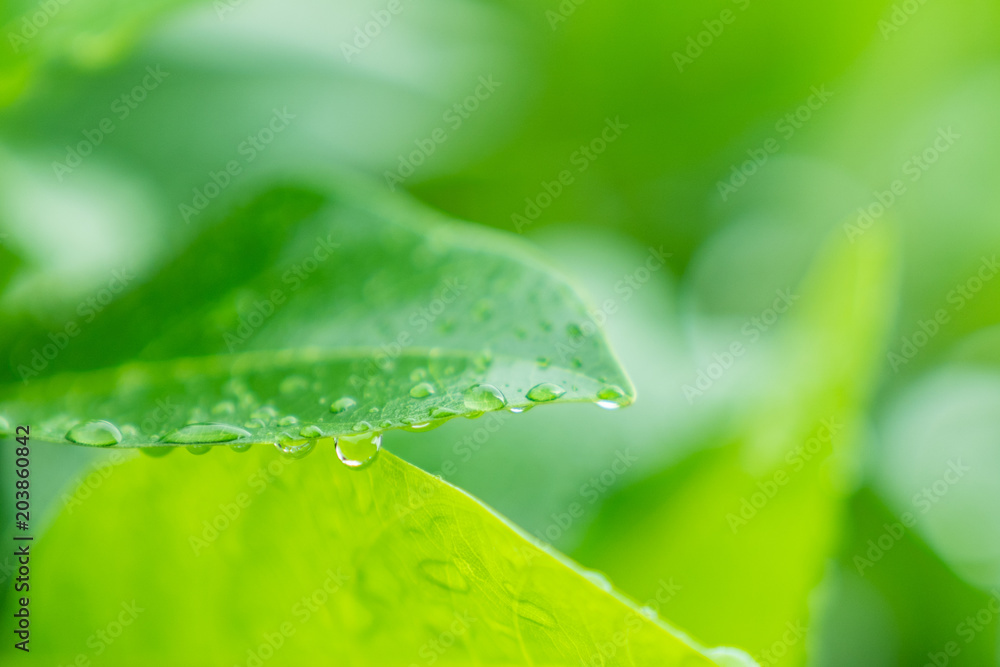 Fototapeta premium Green leaf with water drops bokeh background