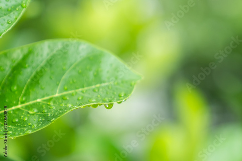 Green leaf with water drops bokeh background