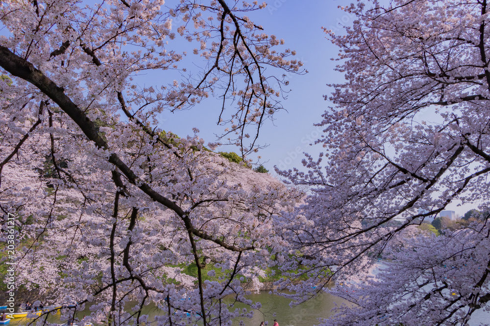 東京千鳥ヶ淵の桜 東京千鳥ヶ淵の桜
