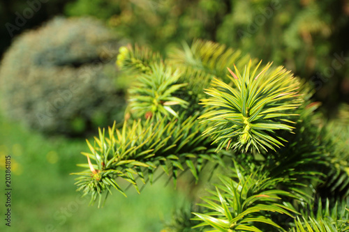 Spring branch of a pine