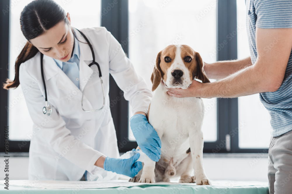 cropped image of man holding beagle while female veterinarian bandaging paw cropped image of man holding beagle while female veterinarian bandaging paw