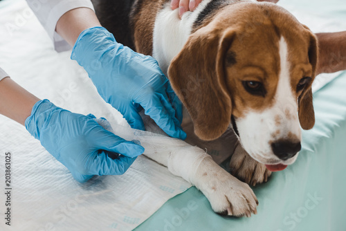 Photo cropped image of veterinarian bandaging beagle paw in clinic
