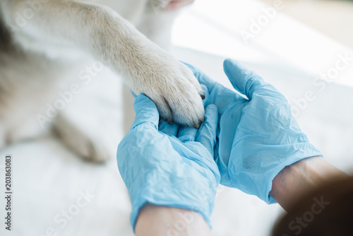 cropped image of veterinarian in latex gloves examining dog paw