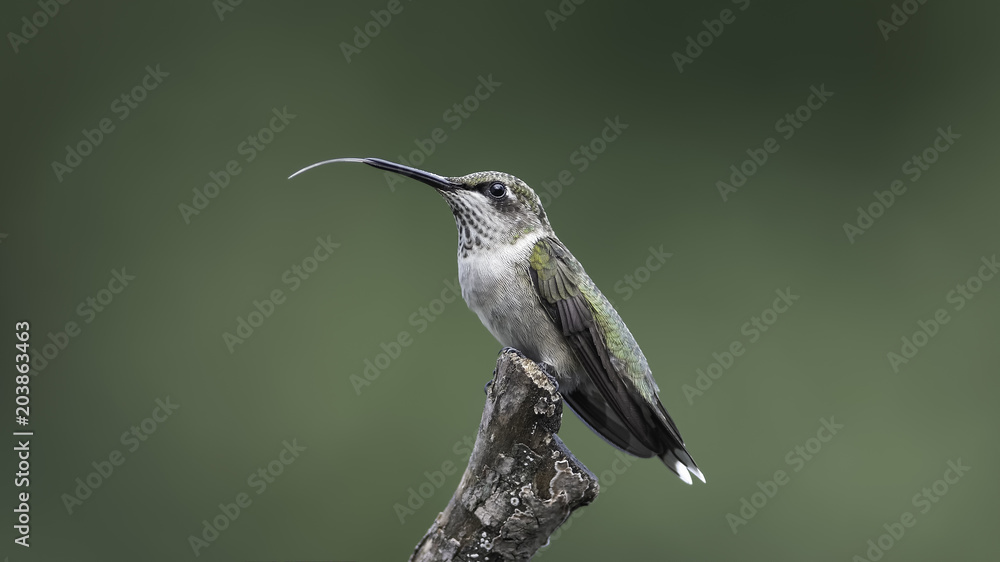 Fototapeta premium A Hummingbird's Tongue