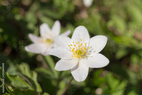 white anemone in spring