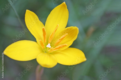 Yellow rain lily blooming in garden background © Amphawan