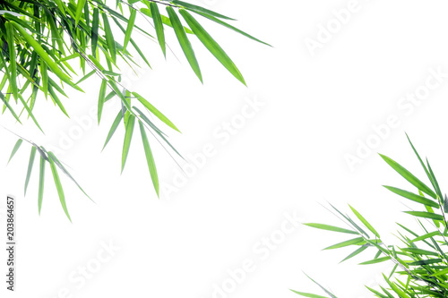 Bamboo leaves Isolated on a white background