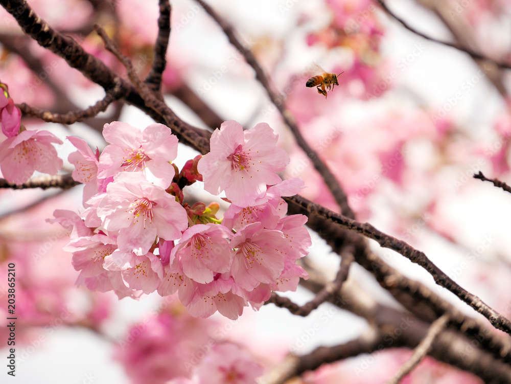 Obraz premium 桜とみつばち