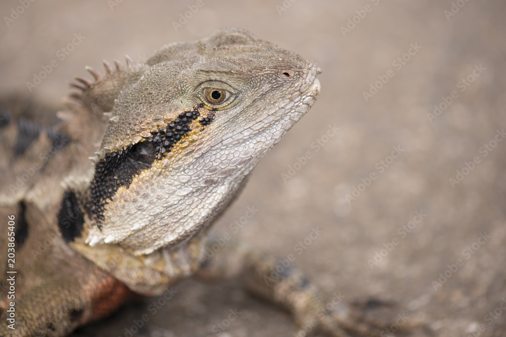 Water Dragon outside during the day in the late afternoon. Water Dragon outside during the day in the late afternoon.