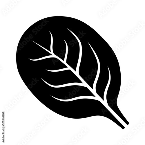 Spinach vegetable leaf flat vector icon for food apps and websites photo