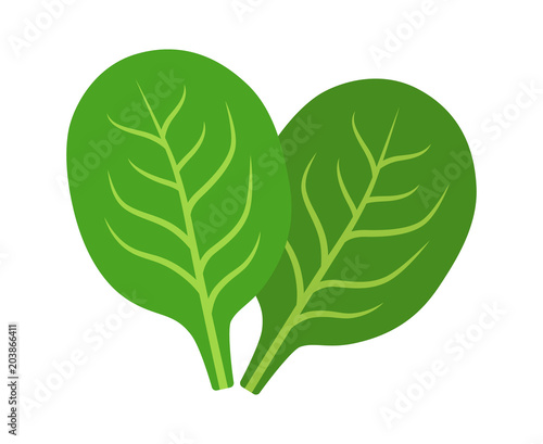 Two spinach green vegetable leaves flat vector icon for food apps and websites