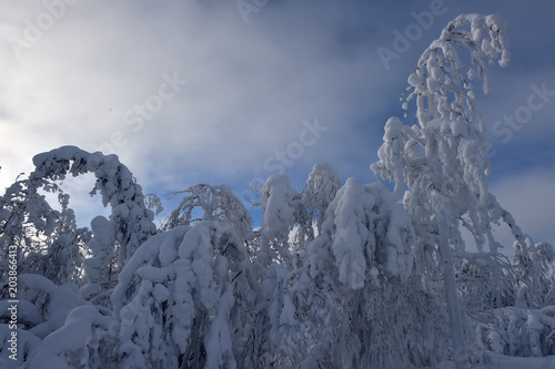 Wallpaper Mural trees covered with snow Torontodigital.ca