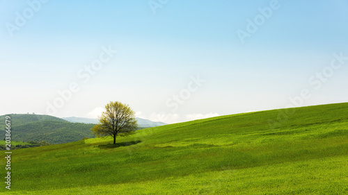 Lonely green tree in farm field