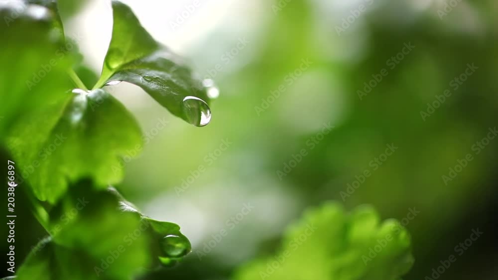 Celery Seedling at Rain/It rains on celery seedling. Great copyspace, metaphor for growing business. Big drops of water Celery Seedling at Rain/It rains on celery seedling. Great copyspace, metaphor for growing business. Big drops of water