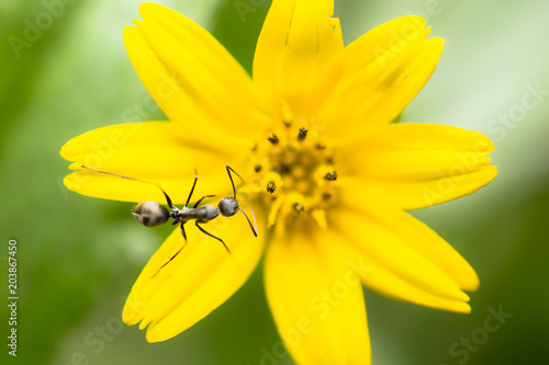 Macro close up of tropical insect and in the wild isolated against yellow flower background