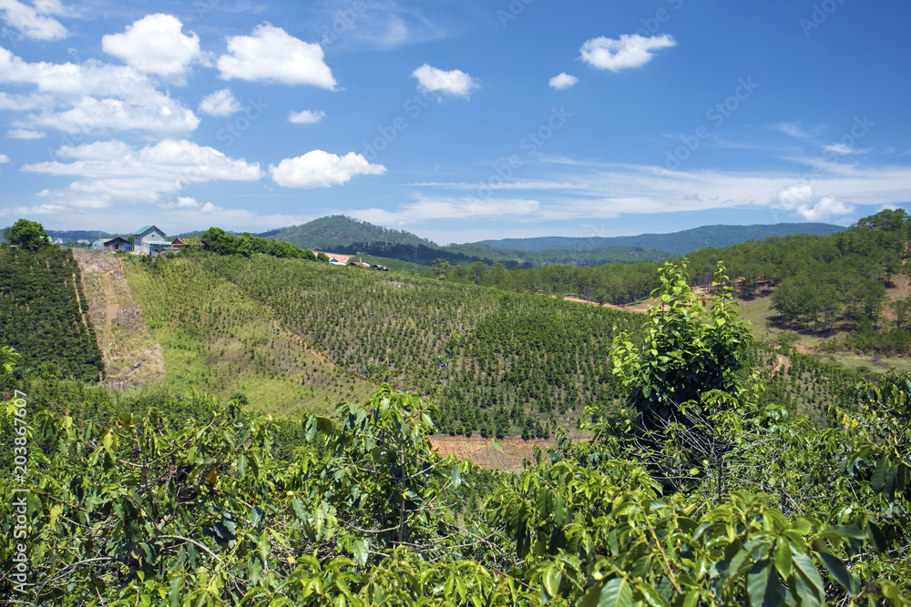 Coffee Plantation in Dalat, Vietnam